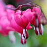 Album Fleurs